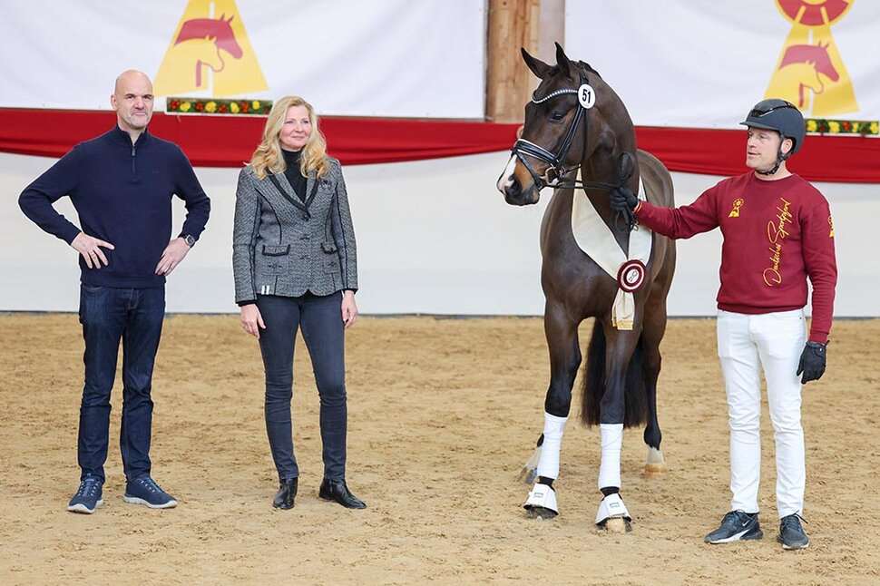 Donkey Amour Stallion